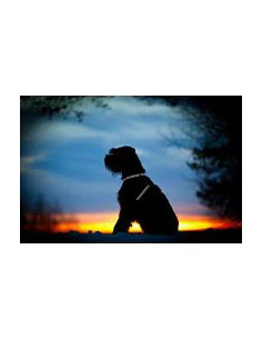 Red Dingo Petral Talla S TQ Reflectante 2