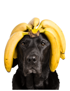 Tippy Tap Banana 100gr 2