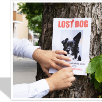 ¿Qué hacer si encuentro un perro perdido?