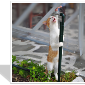La Importancia de la Hidratación en Gatos: Descubre las Ventajas de las Fuentes de Agua Automáticas