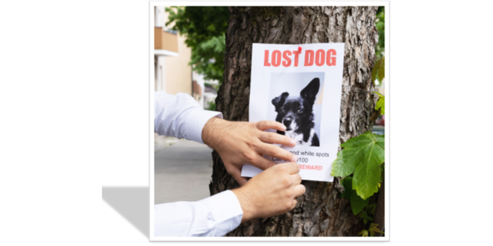 ¿Qué hacer si encuentro un perro perdido?