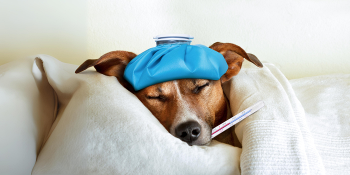 Preparando a tu Perro para la Temporada de Lluvias: Prevención y Suplementos para Reforzar el Sistema Inmune