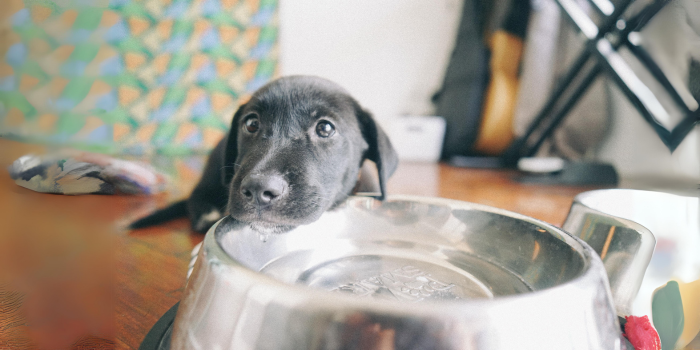 Comederos Inteligentes para Mascotas: La Revolución en la Alimentación de tu Compañero Peludo