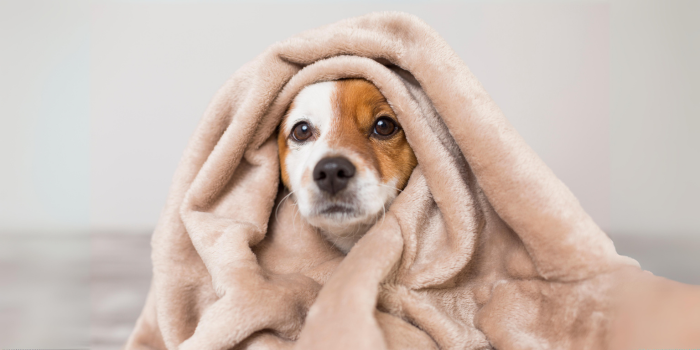 ¡Llegó el Frío! ¡Hora de Renovar las Camitas para tu Mascota