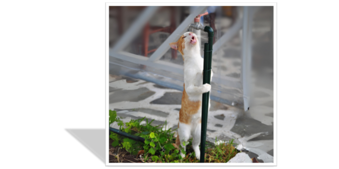 La Importancia de la Hidratación en Gatos: Descubre las Ventajas de las Fuentes de Agua Automáticas