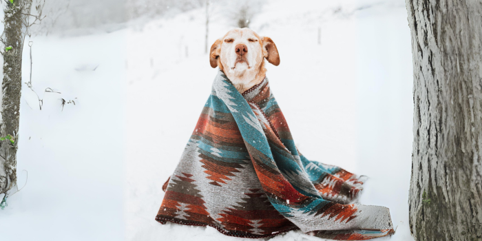 Preparando a tu Mascota para el Invierno: Cómo el Solsticio de Invierno Afecta a los Animales y Cómo Ayudarlos a Adaptarse