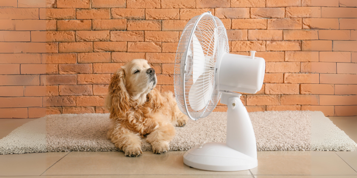 Cuidado de Mascotas en Verano: Cómo Regular la Temperatura de tu Perro o Gato de Forma Segura